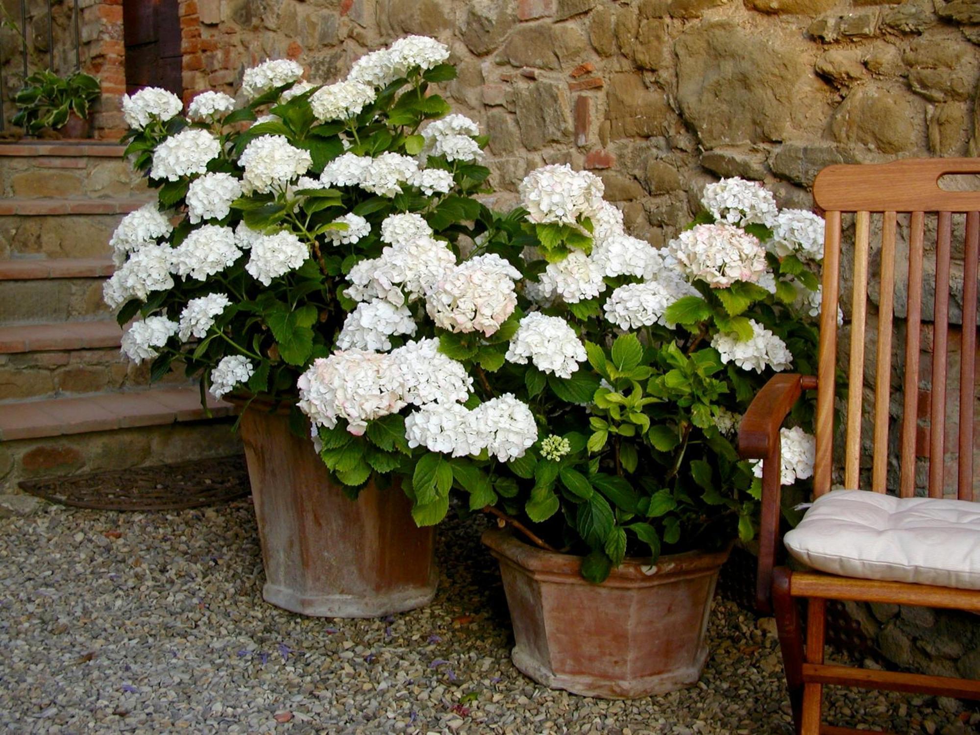 Ventena Vecchia Antico Frantoio Montevarchi Buitenkant foto